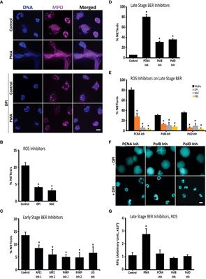 ROS and DNA repair in spontaneous versus agonist-induced NETosis: Context matters